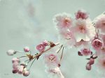 LD2827 - Pastel Weeping Cherry Blossom II - 16x12 For Discount