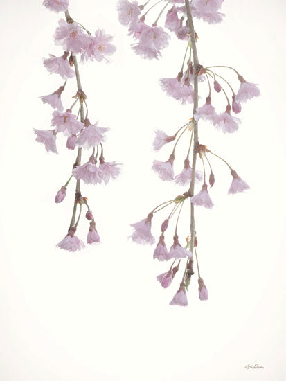 LD2828 - Weeping Cherry on White I - 12x18 Online